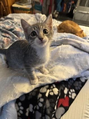 Dobee, Adoptable, Young Male Domestic Short Hair & Domestic Short Hair.