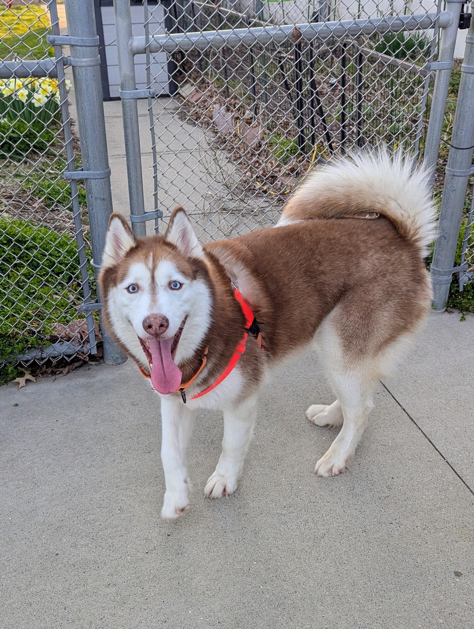 Enlarge Ruby, a ADOPTABLE mixed breed in Stratford, CT image 2/4