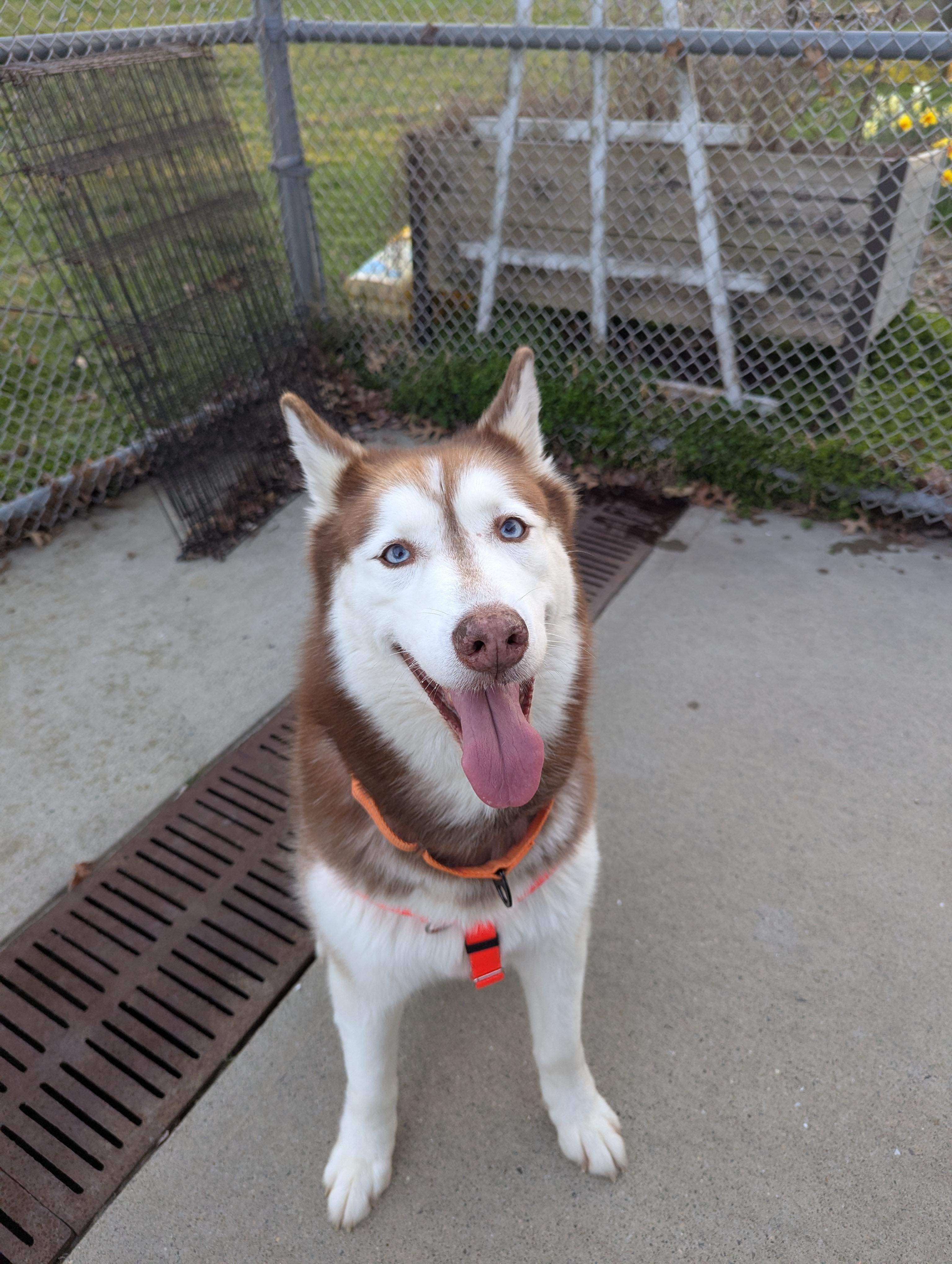 Enlarge Ruby, a ADOPTABLE mixed breed in Stratford, CT image 3/4