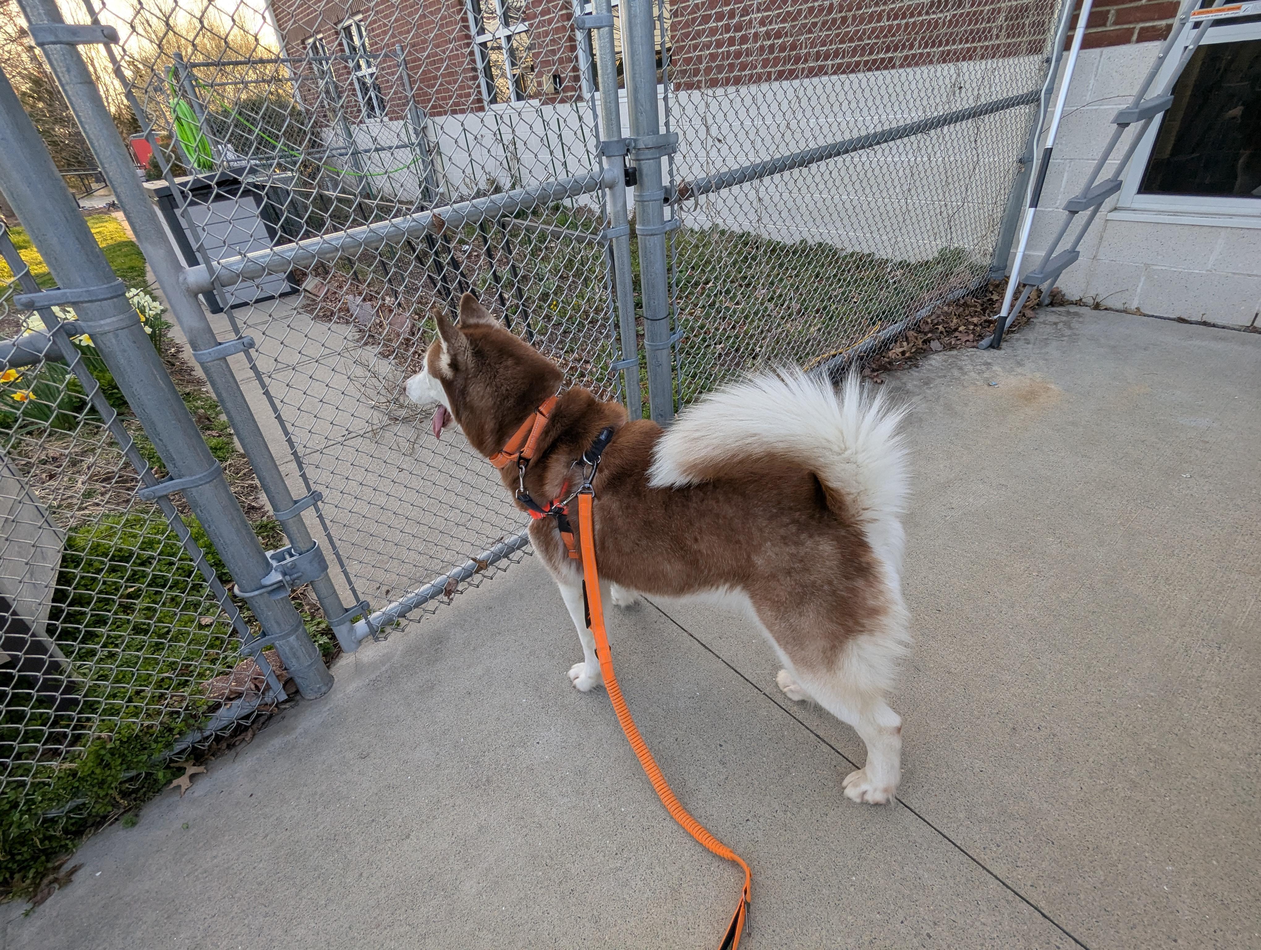 Enlarge Ruby, a ADOPTABLE mixed breed in Stratford, CT image 4/4