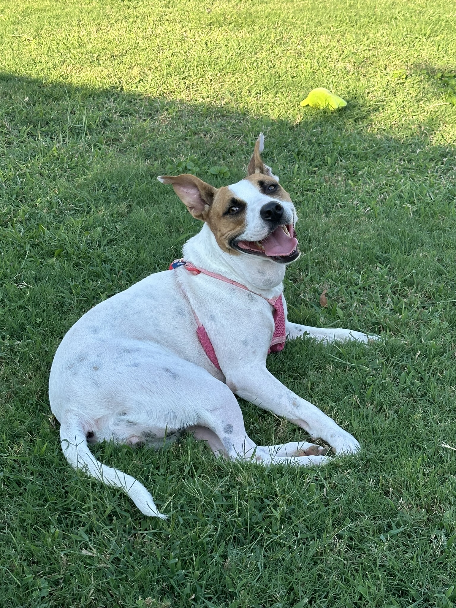 Enlarge Koco, a Adopted mixed breed in Converse, TX image 1/5