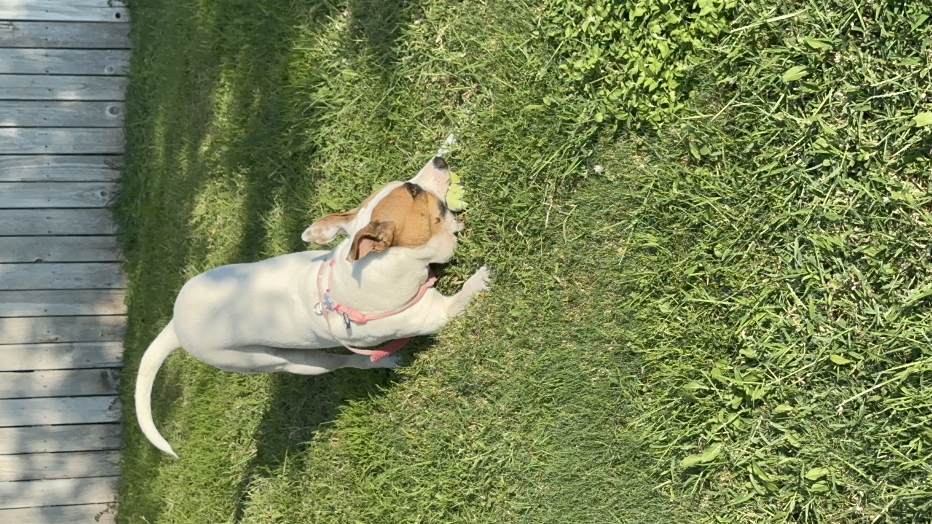 Enlarge Koco, a Adopted mixed breed in Converse, TX image 2/5