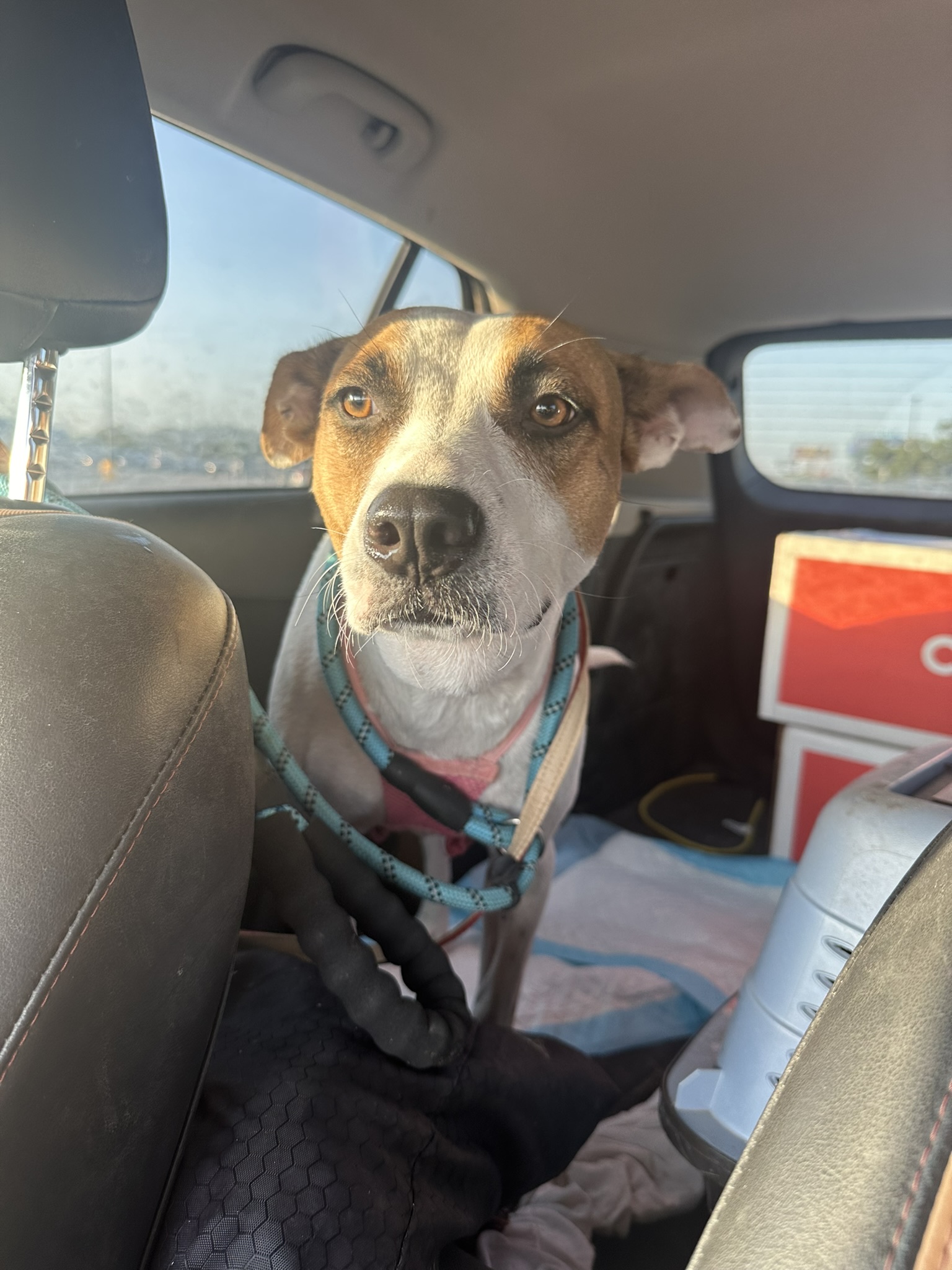 Enlarge Koco, a Adopted mixed breed in Converse, TX image 3/5