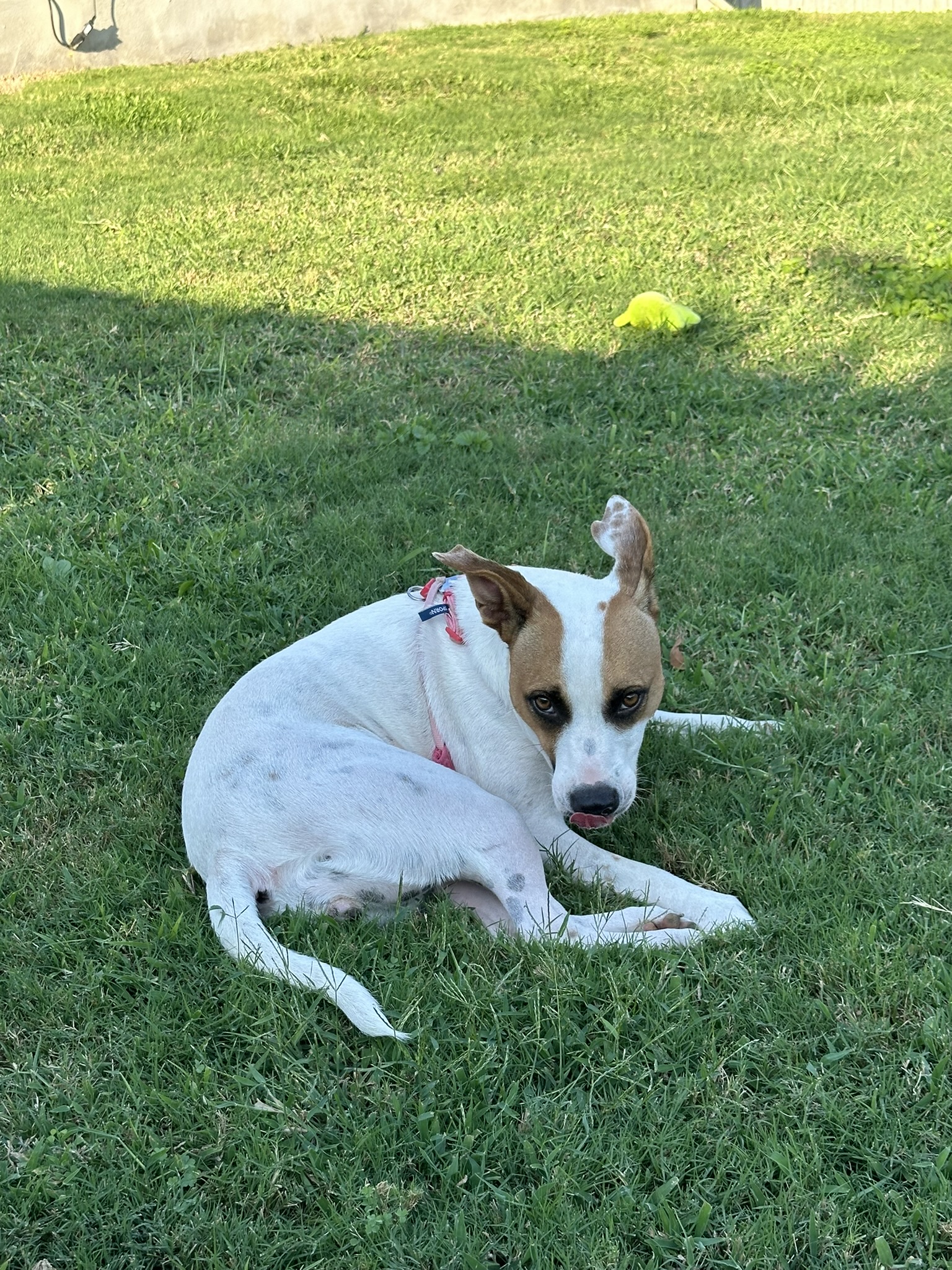 Enlarge Koco, a Adopted mixed breed in Converse, TX image 4/5
