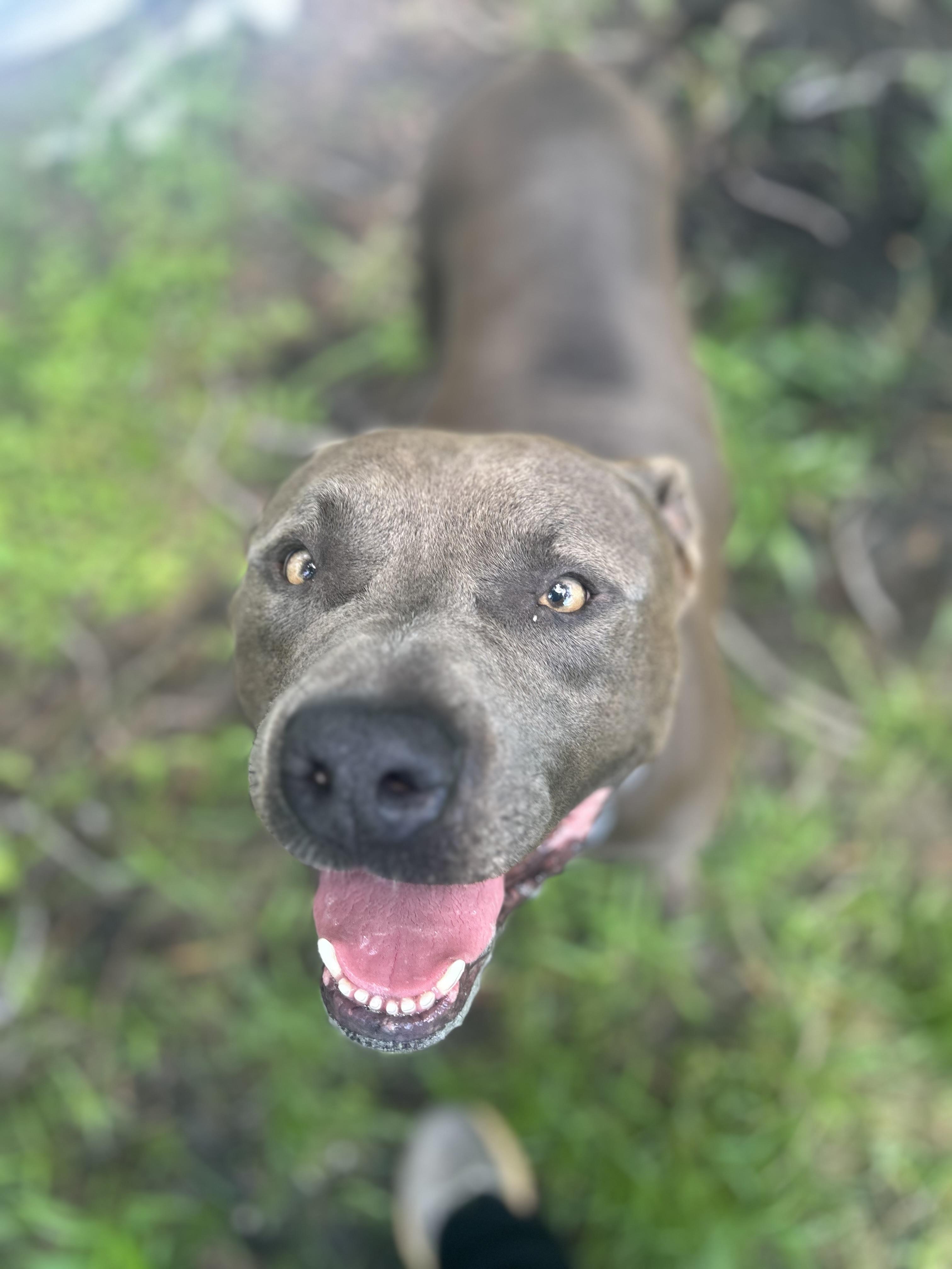 Tank, Adult Male Pit Bull Terrier