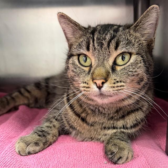 Enlarge JOYCE, a Adoptable Domestic Short Hair in Augusta, GA image 1/1