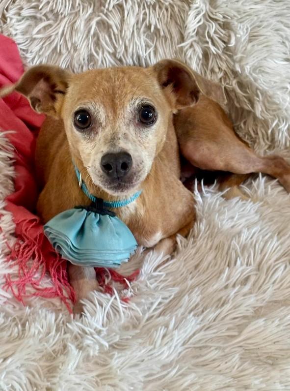 Enlarge Sandy, a ADOPTABLE mixed breed in Joppa, AL image 2/4