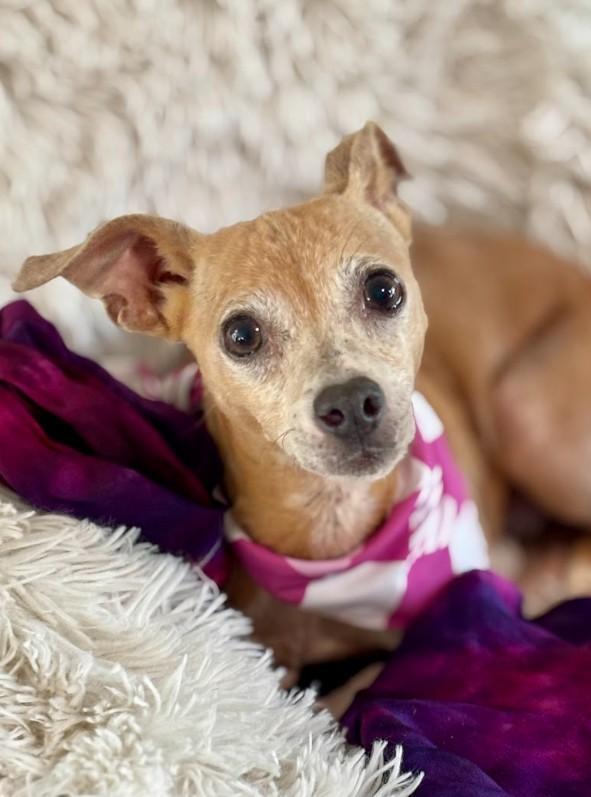 Sandy, ADOPTABLE, Senior Female Chihuahua.