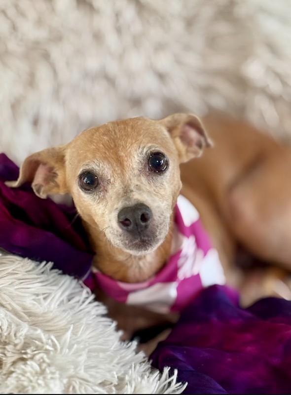 Enlarge Sandy, a ADOPTABLE mixed breed in Joppa, AL image 4/4