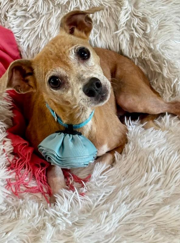 Enlarge Sandy, a ADOPTABLE mixed breed in Joppa, AL image 3/4