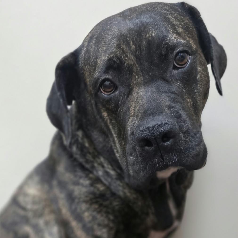 Enlarge Renny, a Adoptable mixed breed in Bryan, TX image 4/4