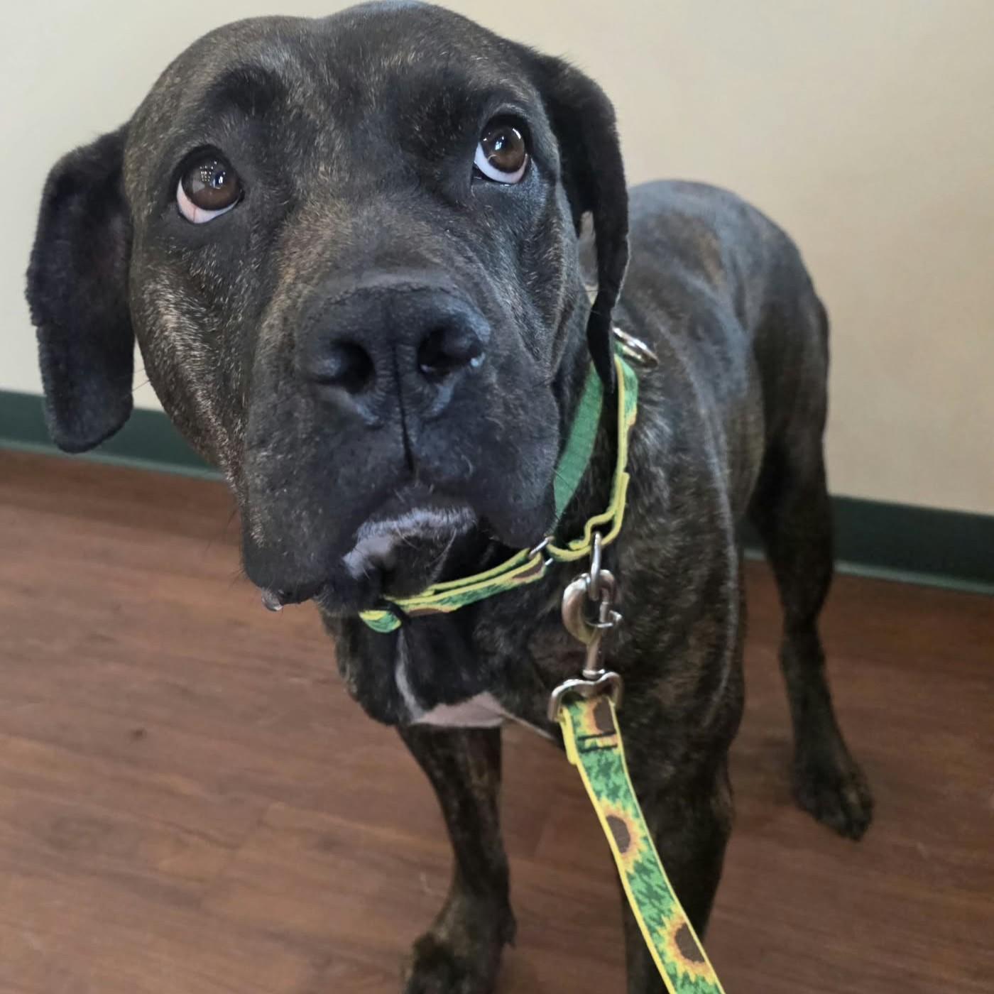 Enlarge Renny, a Adoptable mixed breed in Bryan, TX image 3/4