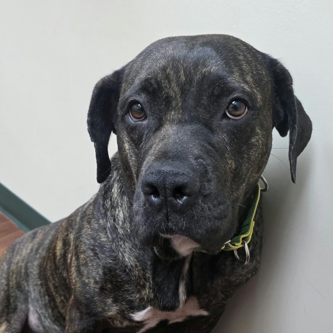 Enlarge Renny, a Adoptable mixed breed in Bryan, TX image 2/4