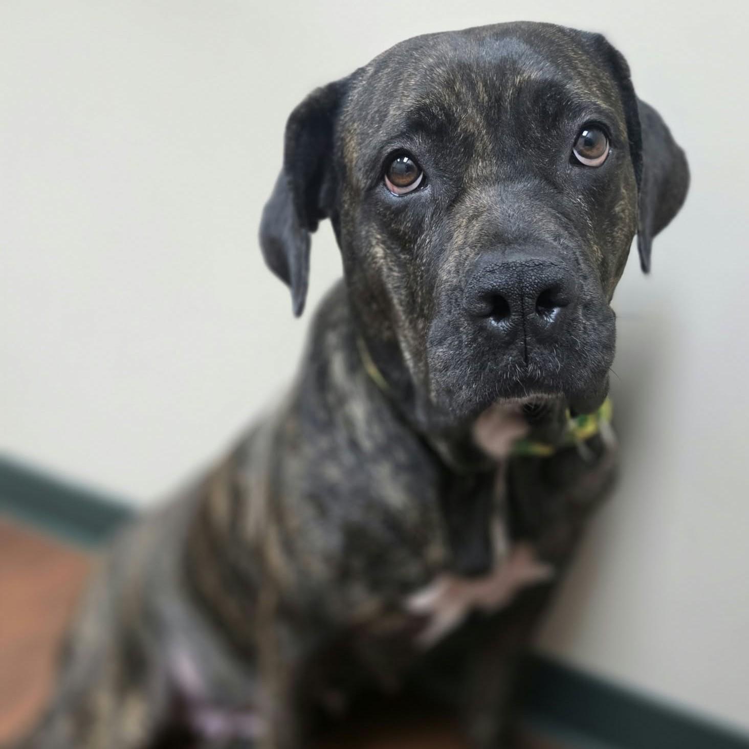 Renny, Adoptable, Adult Female Cane Corso & Pit Bull Terrier.