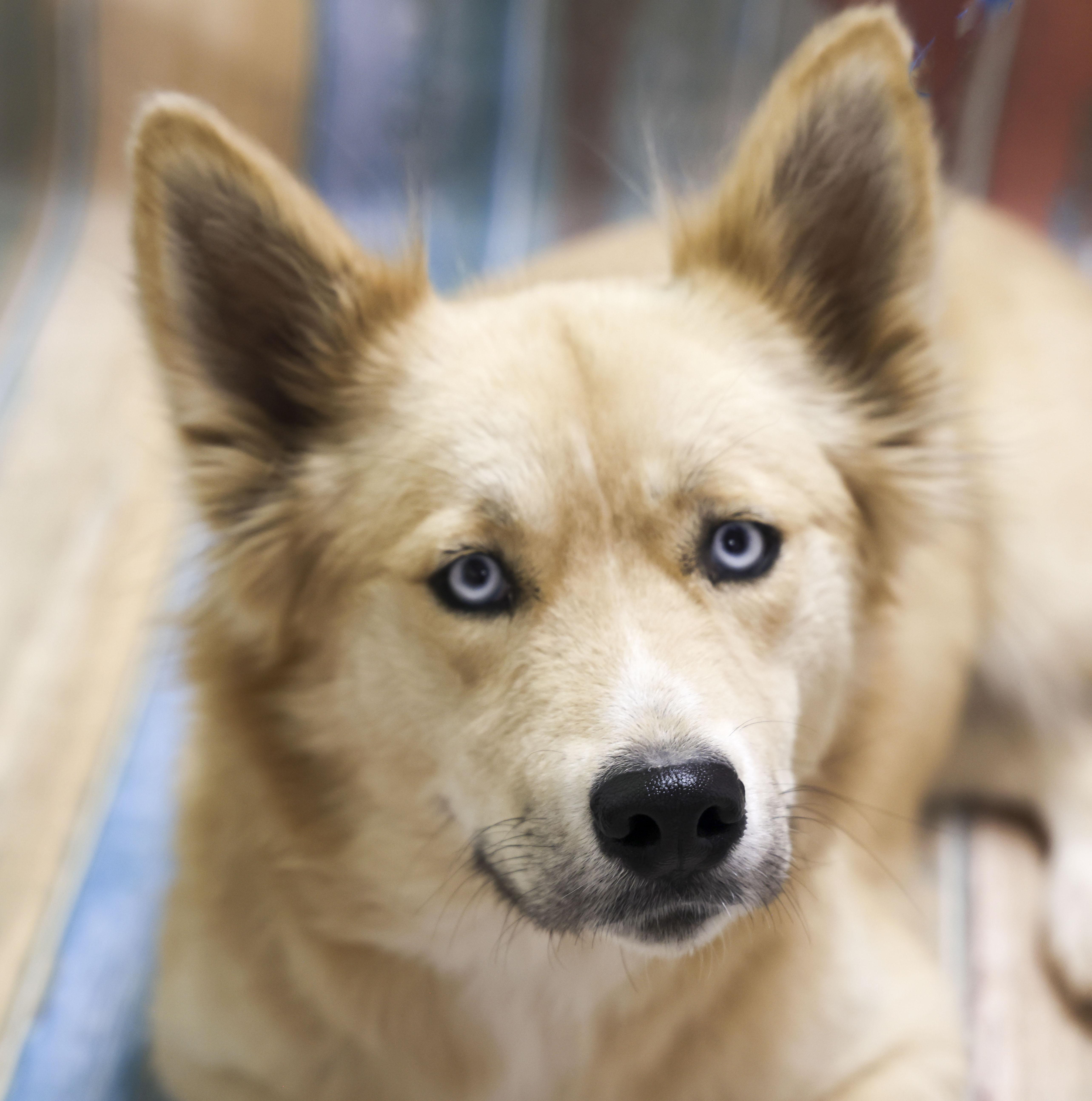 Baby Blue, adopted, Young Male Cardigan Welsh Corgi & Husky.