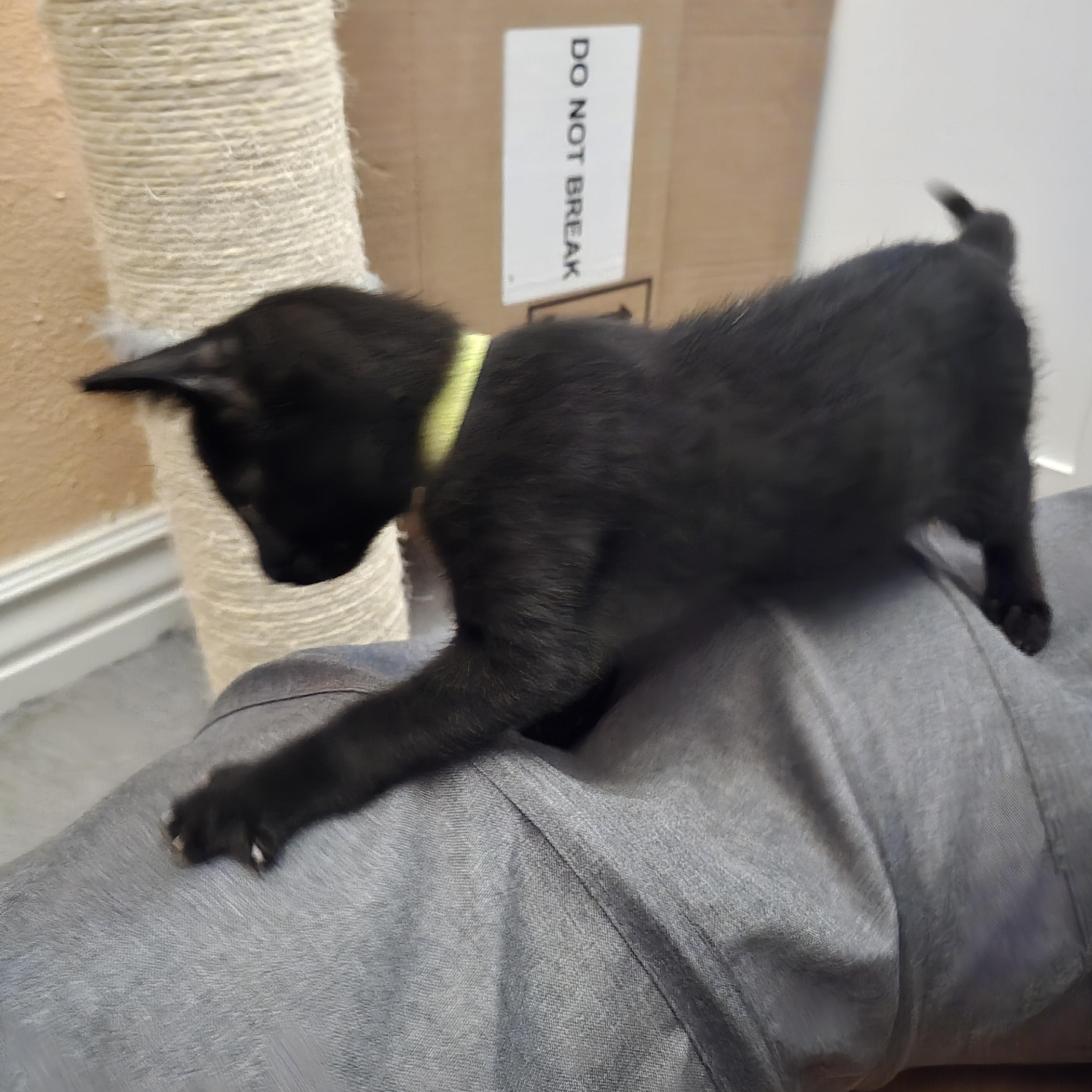 Jethro, Baby Male Domestic Short Hair