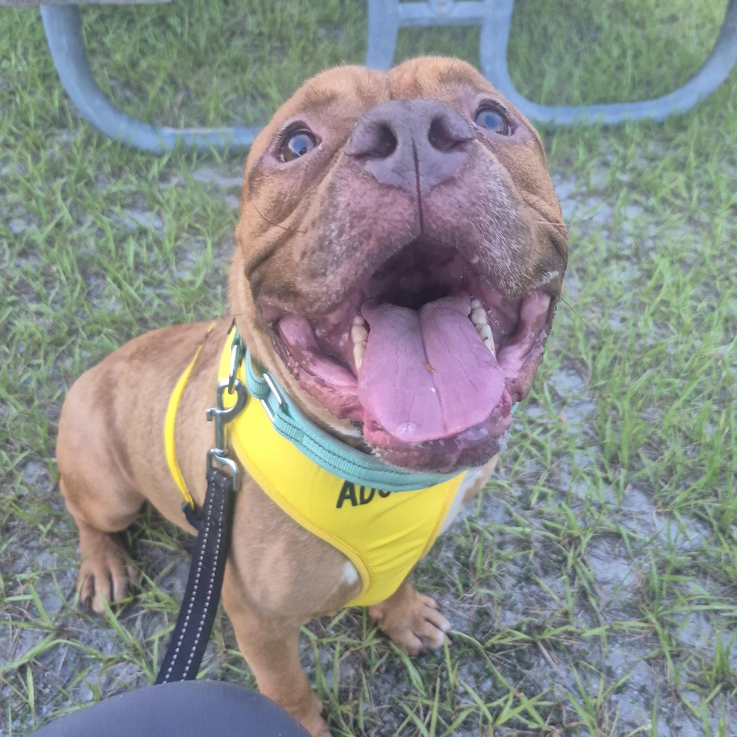 Enlarge Rock, a Adoptable mixed breed in Melbourne , FL image 2/6