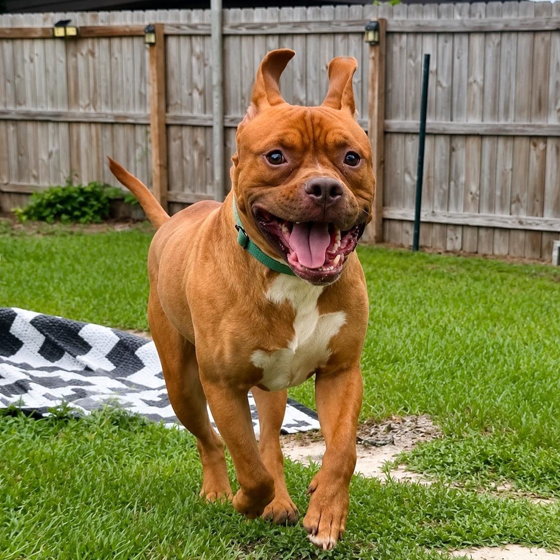 Enlarge Rock, a Adoptable mixed breed in Melbourne , FL image 3/6