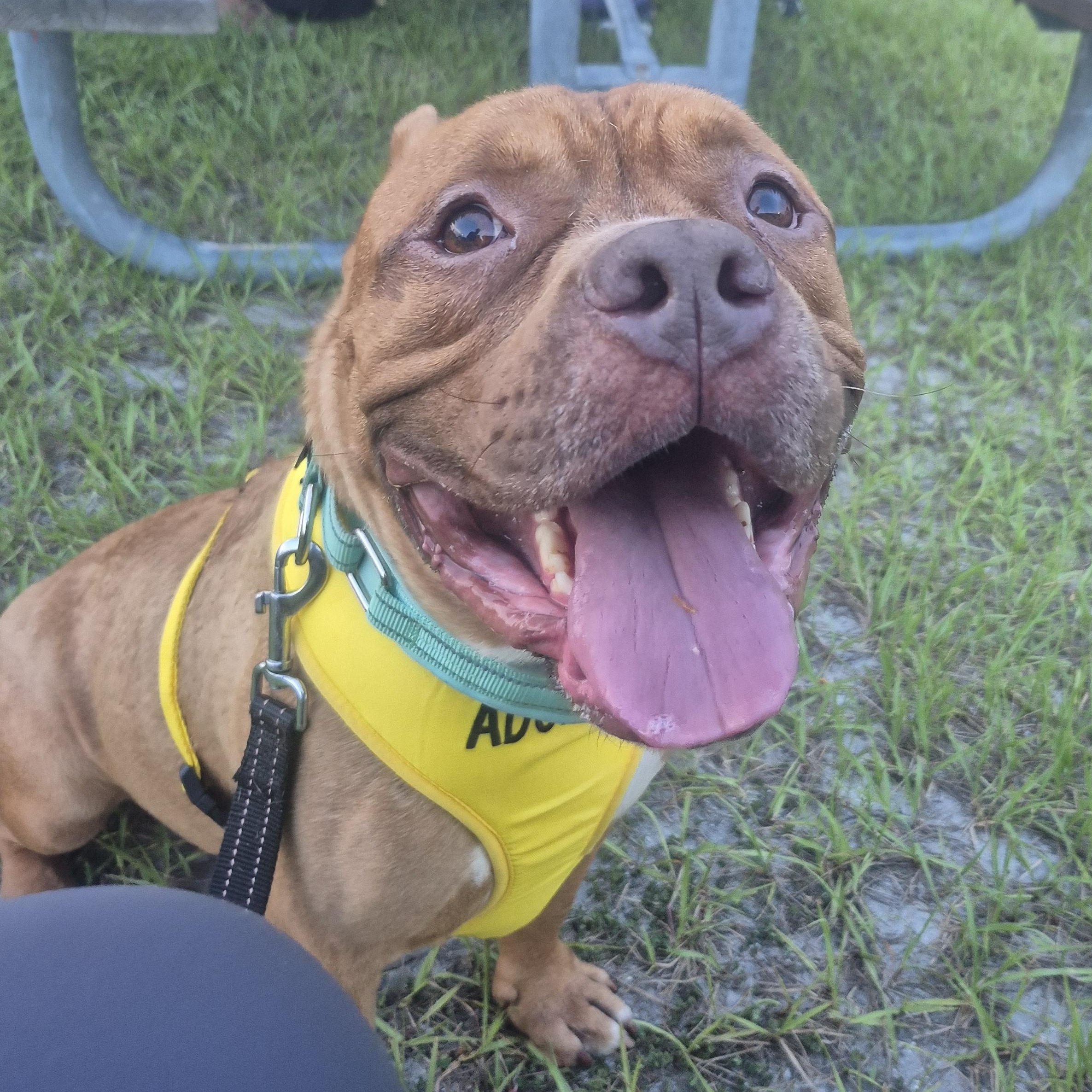 Rock, Adoptable, Adult Male American Bulldog & American Staffordshire Terrier.