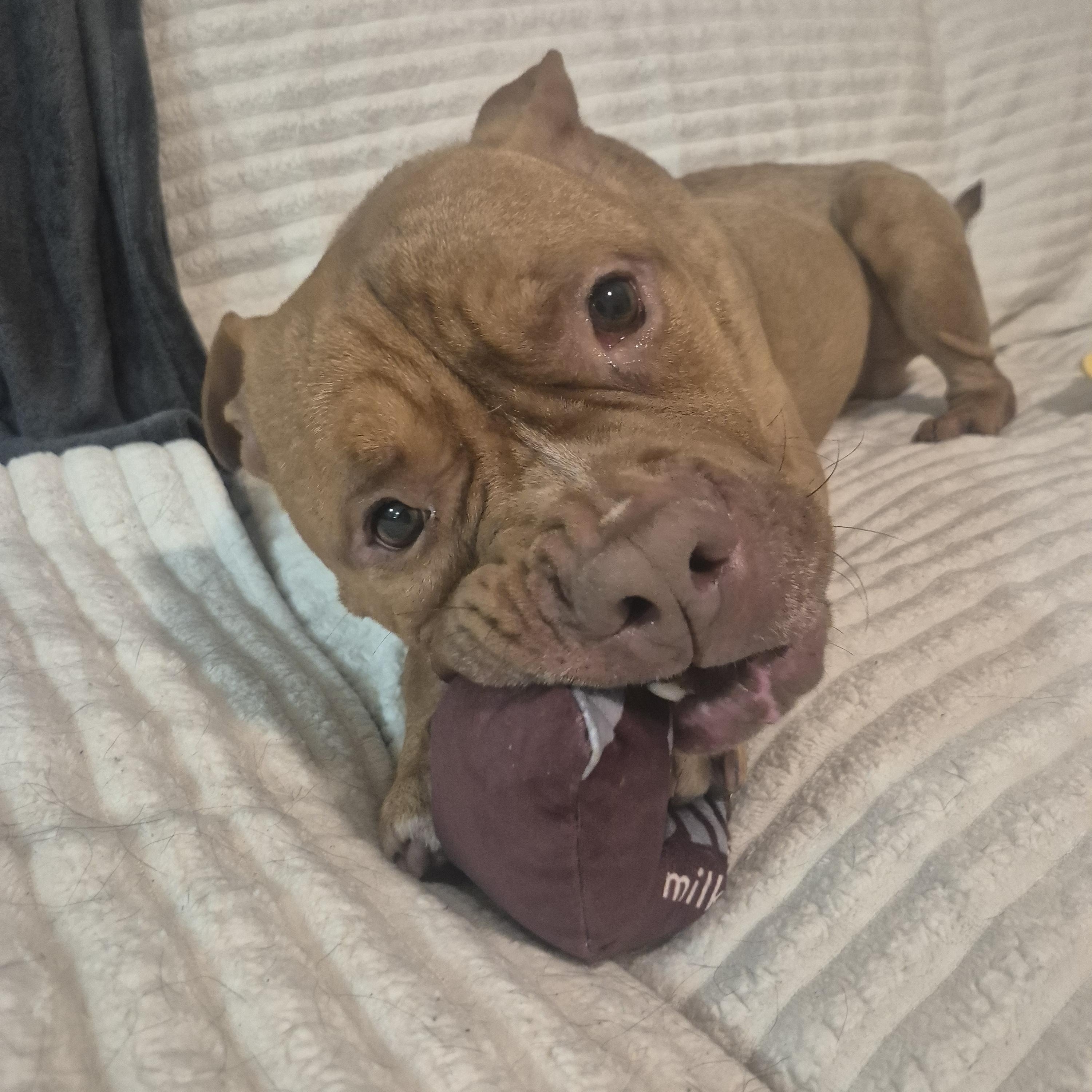 Enlarge Rock, a Adoptable mixed breed in Melbourne , FL image 6/6