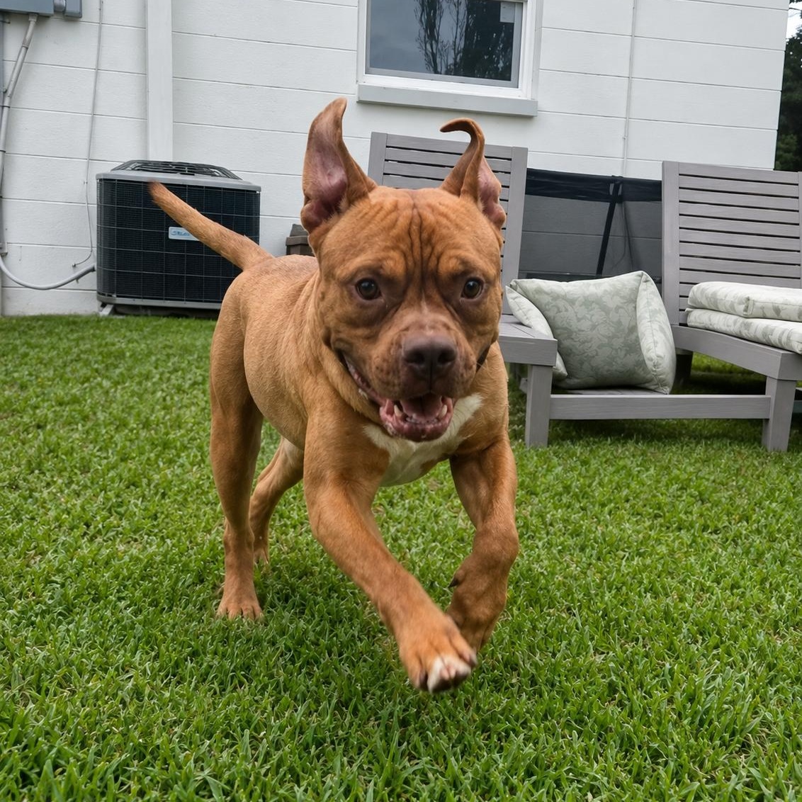 Enlarge Rock, a Adoptable mixed breed in Melbourne , FL image 4/6