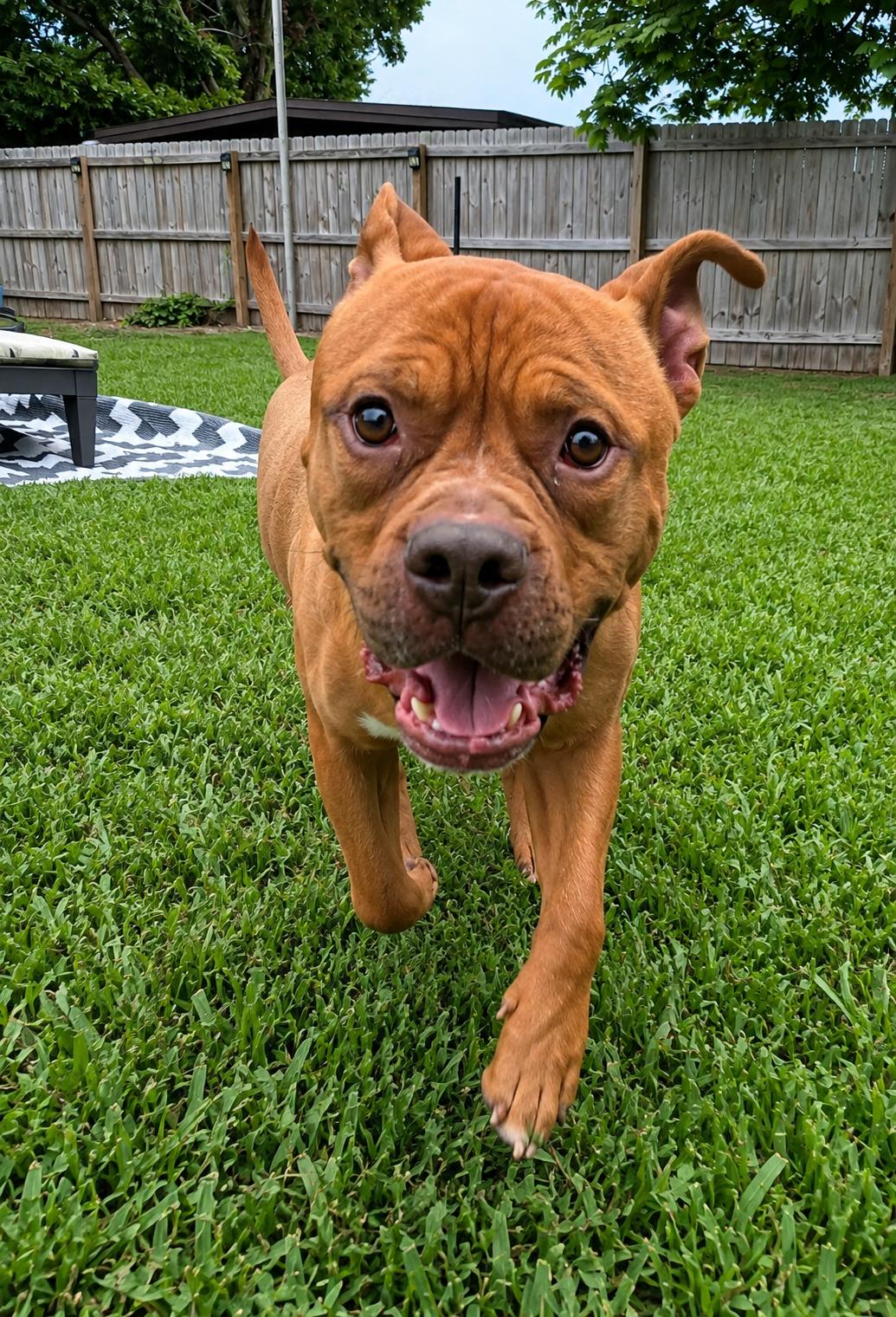 Enlarge Rock, a Adoptable mixed breed in Melbourne , FL image 5/6