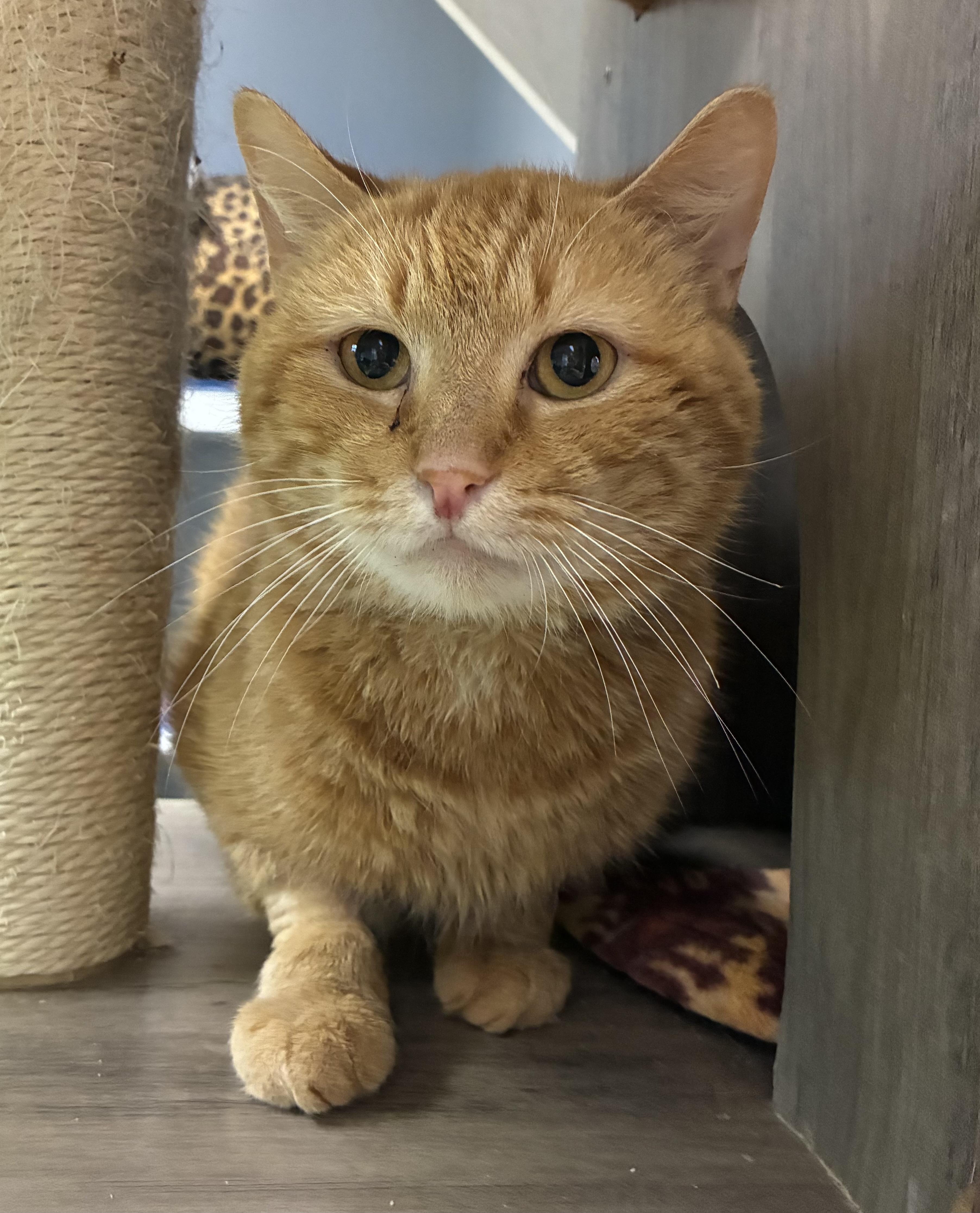 Panick, an adopted Domestic Short Hair in Breinigsville, PA image 1/2