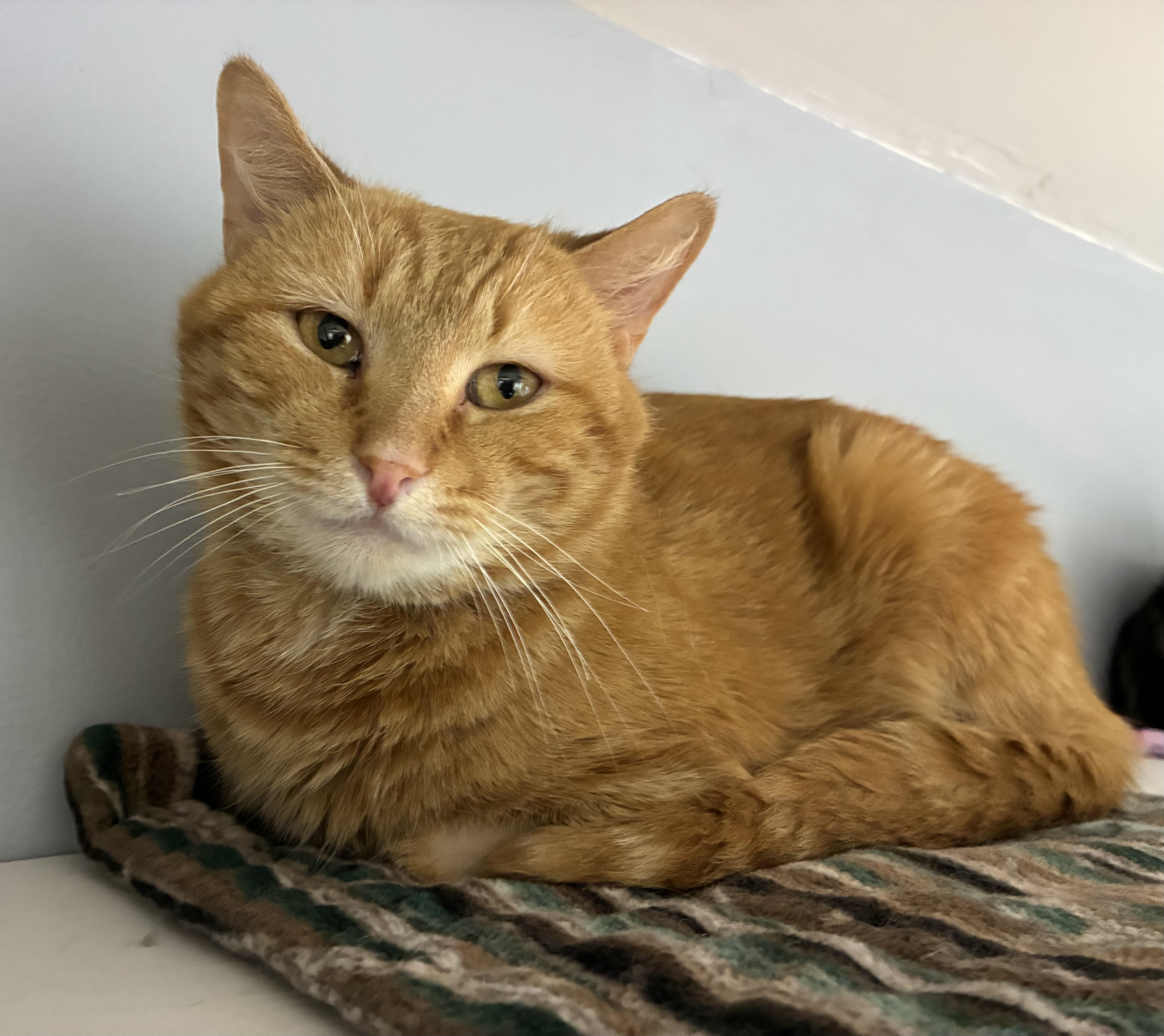 Panick, an adopted Domestic Short Hair in Breinigsville, PA image 2/2