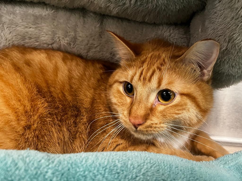 Ron, Adoptable, Kitten Male Domestic Short Hair.