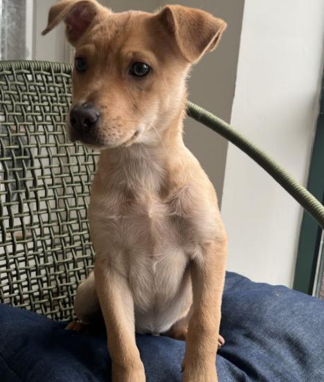 Enlarge Cole, a ADOPTABLE Mixed Breed in Homewood, IL image 1/1
