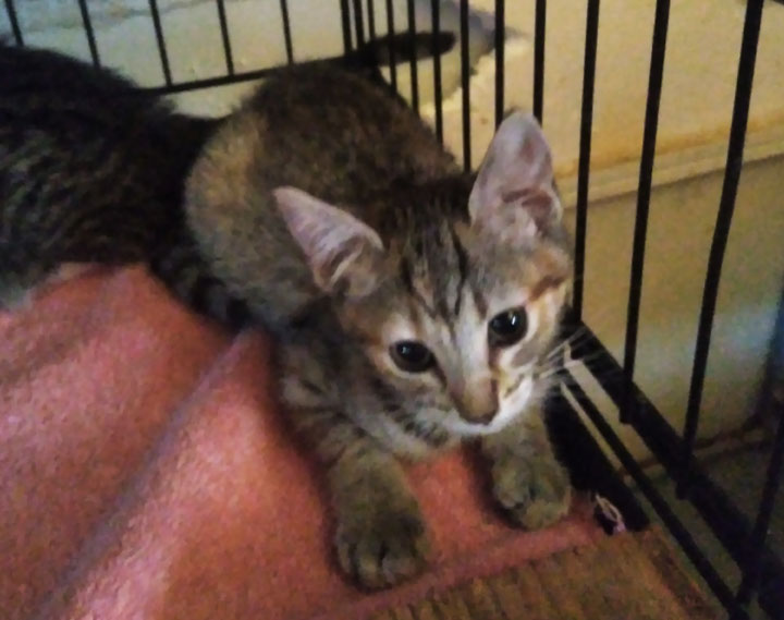 10-Week Old Kittens Kittens Kittens!, Adopted, Kitten Female Domestic Short Hair.