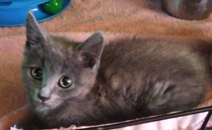 10-Week Old Kittens Kittens Kittens!, Adopted, Kitten Female Domestic Short Hair.