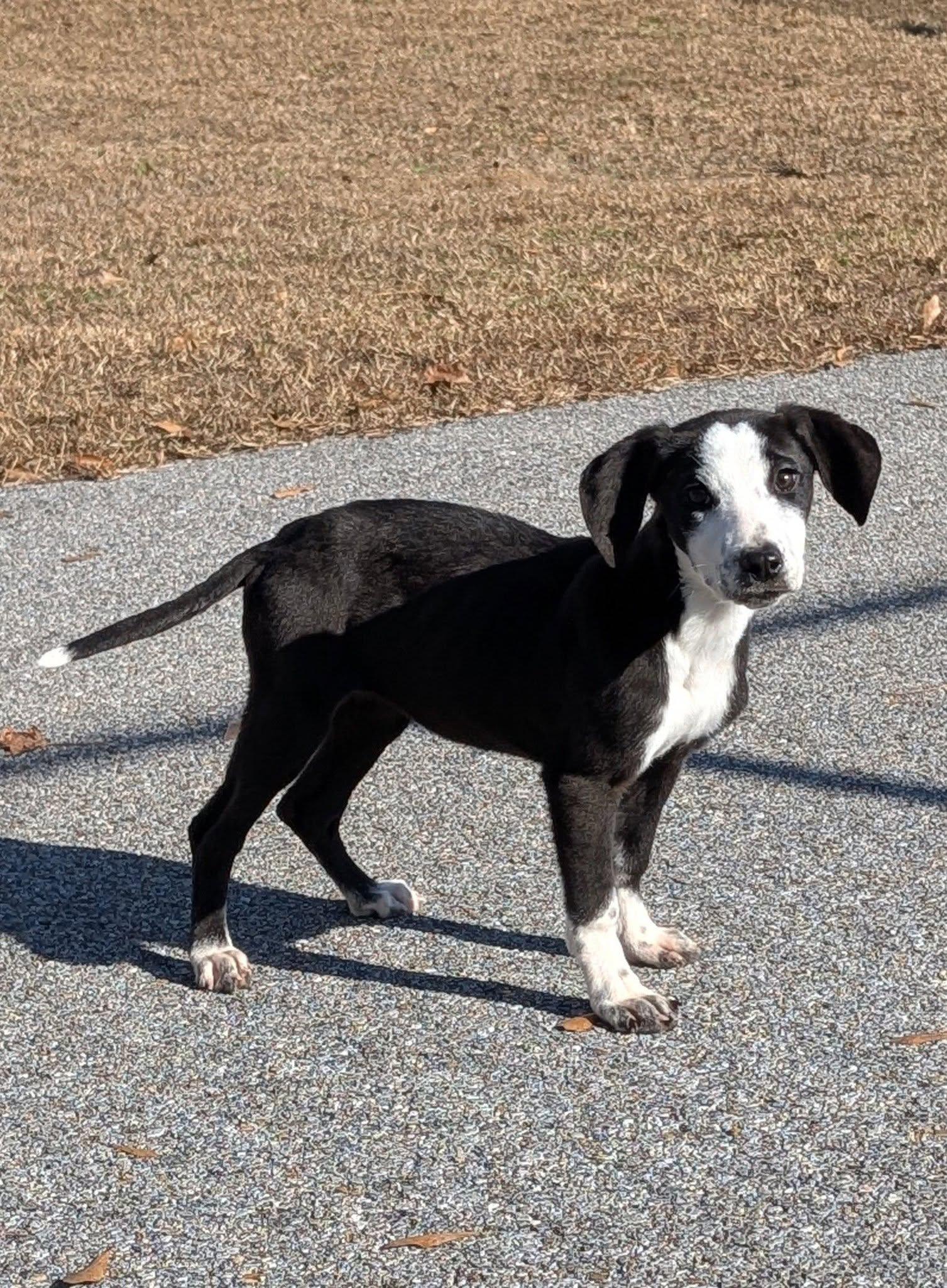 Feliz, ADOPTABLE, Young Female Mixed Breed.
