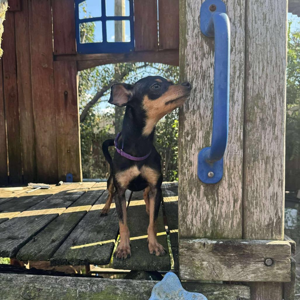 Calista, Adoptable, Adult Female Chihuahua.