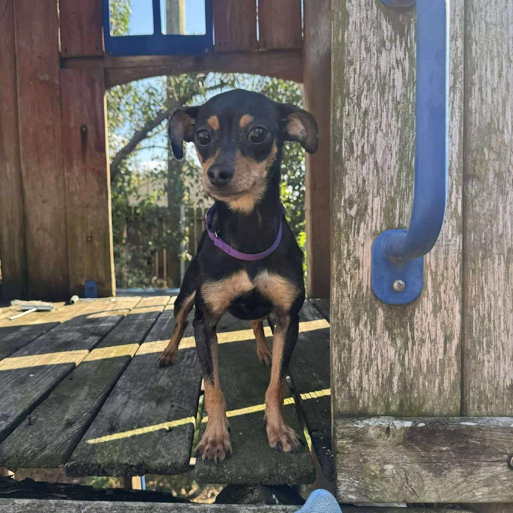 Calista, Adoptable, Adult Female Chihuahua.