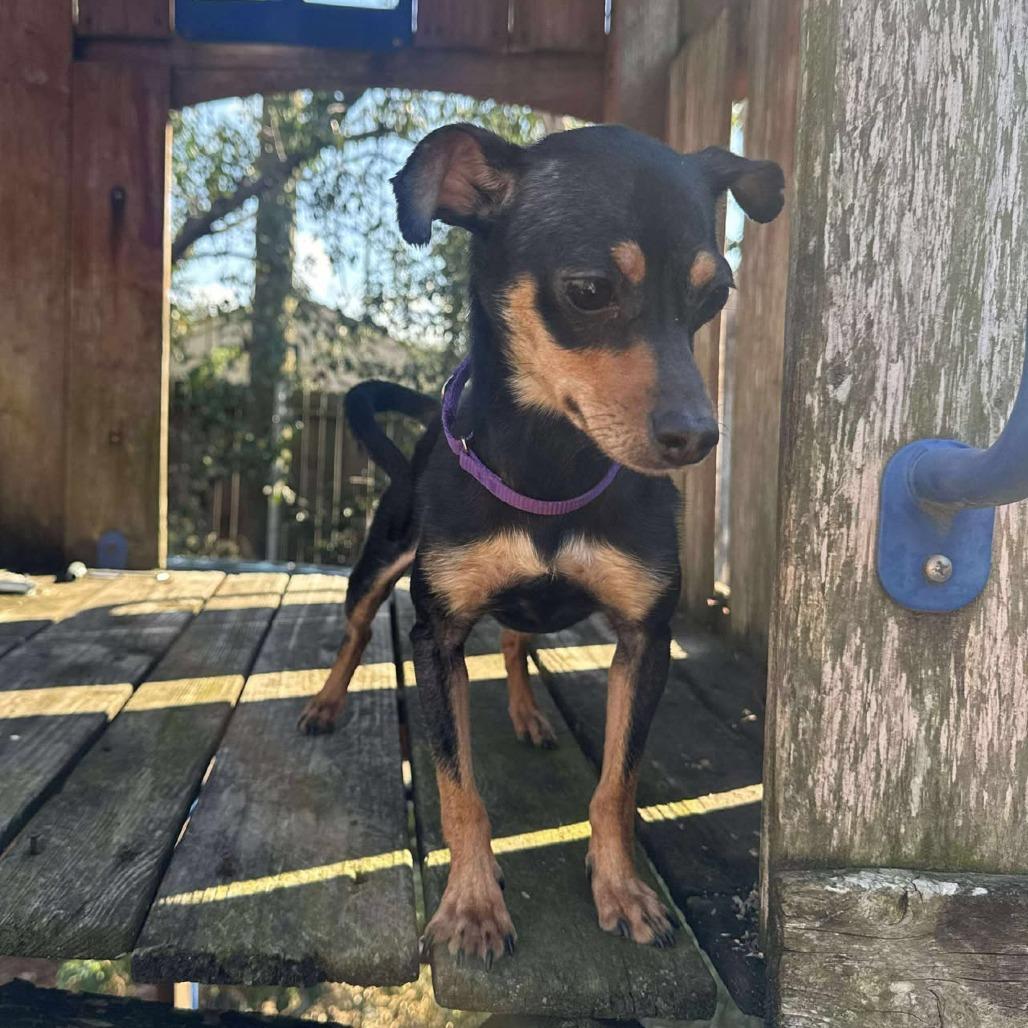 Calista, a Adoptable Chihuahua in Katy, TX image 2/4