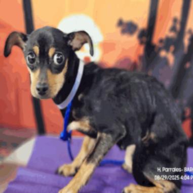 Calista, a Adoptable Chihuahua in Katy, TX image 3/4