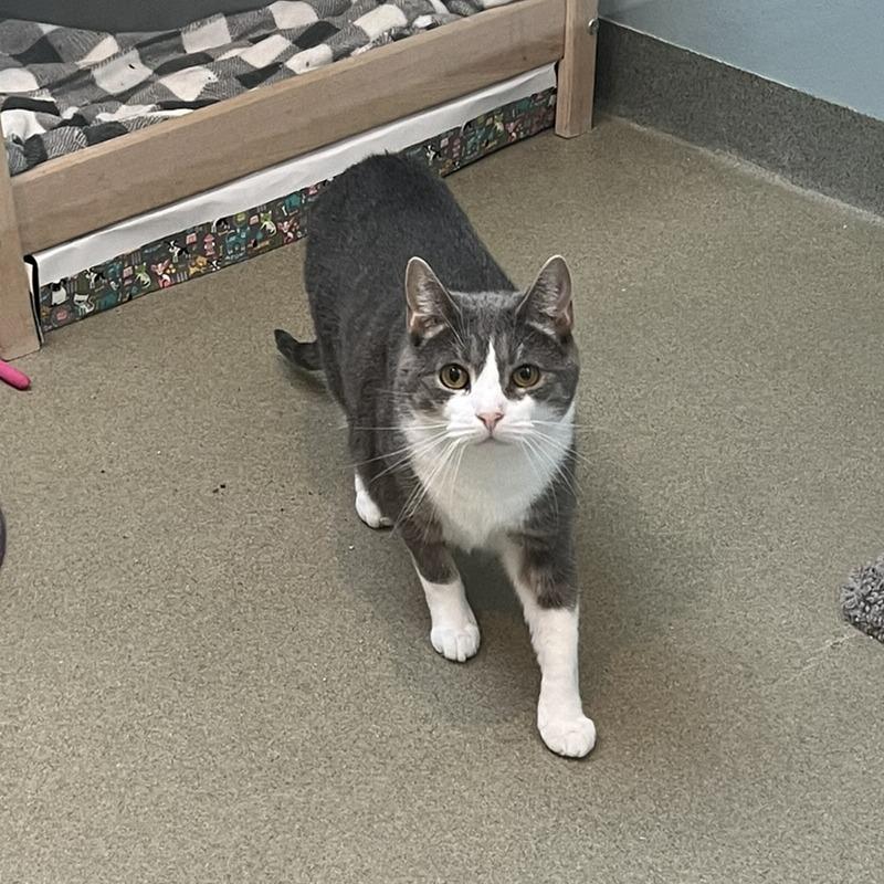 Ryu & Majesty, a Adoptable Domestic Short Hair in Ashland, MA image 3/4