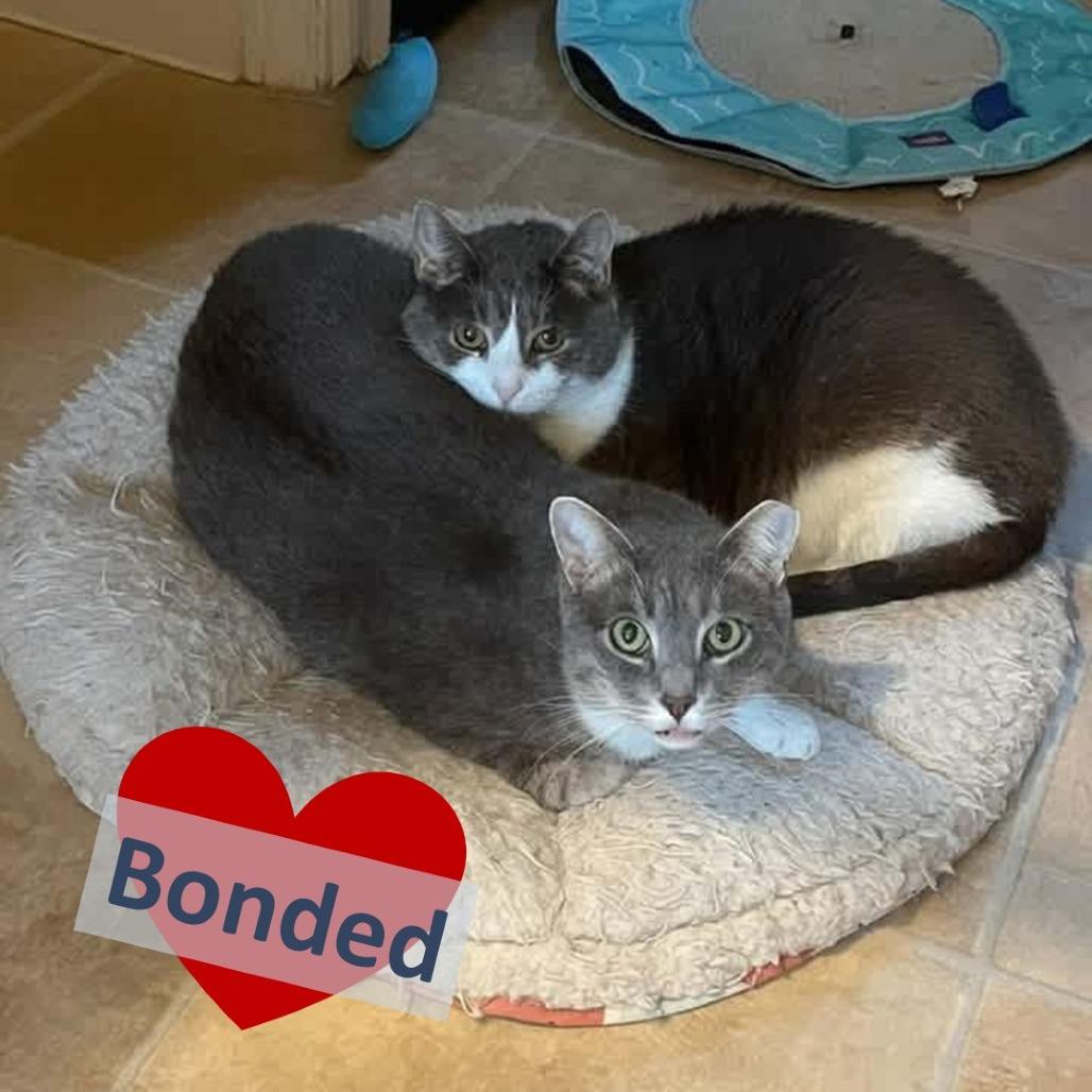 Ryu & Majesty, Adoptable, Adult Male Domestic Short Hair.