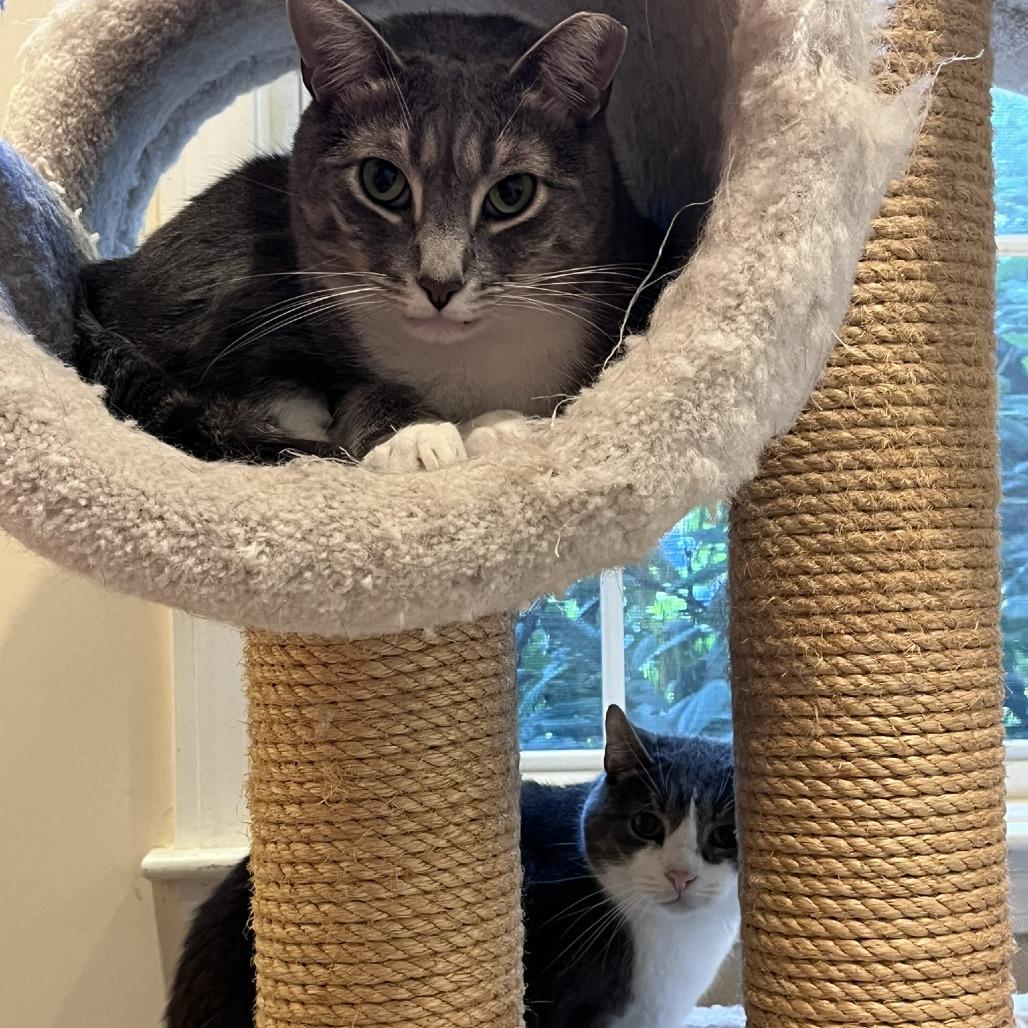 Ryu & Majesty, a Adoptable Domestic Short Hair in Ashland, MA image 2/4