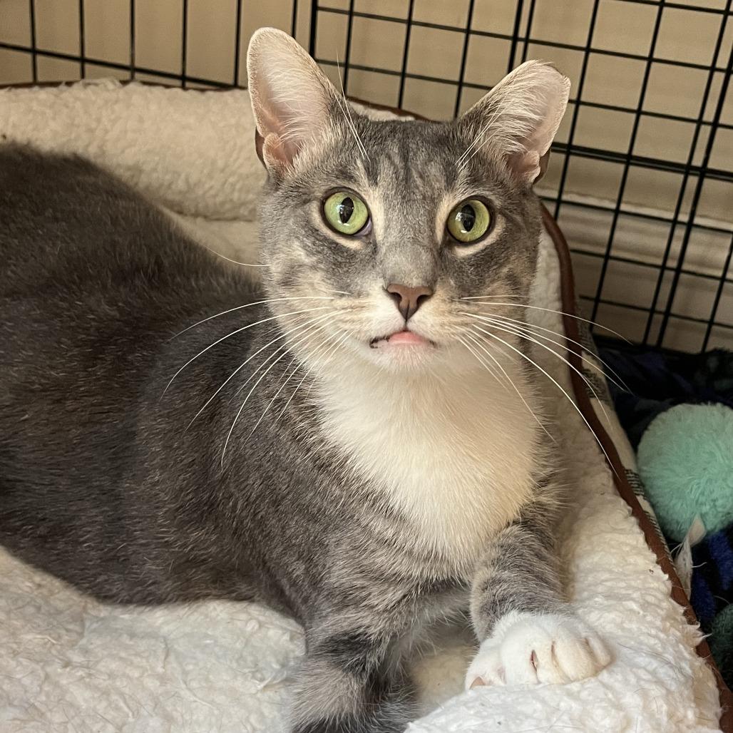 Ryu & Majesty, a Adoptable Domestic Short Hair in Ashland, MA image 4/4
