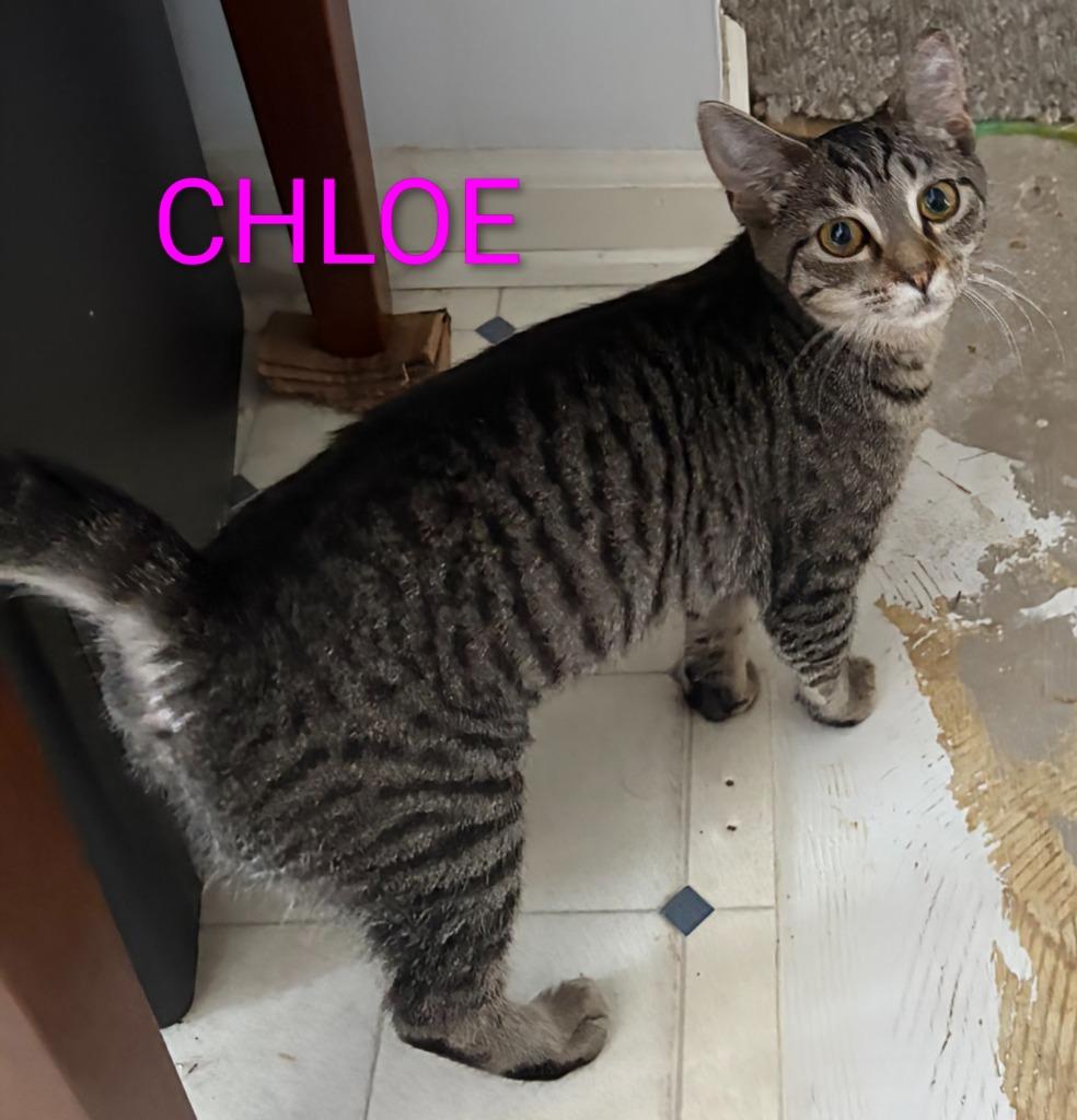 Chloe, Adoptable, Young Female Domestic Short Hair.
