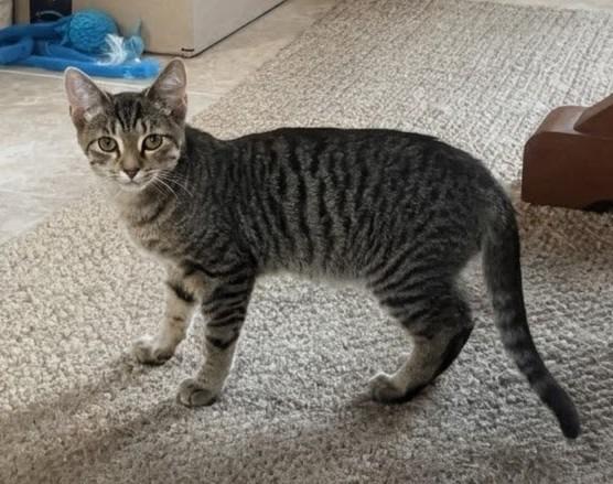 Enlarge Chloe, a Adoptable mixed breed in Evans, GA image 2/3