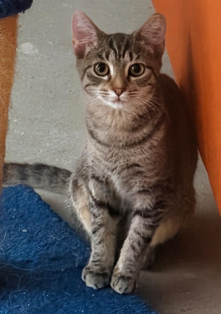 Enlarge Chloe, a Adoptable mixed breed in Evans, GA image 3/3