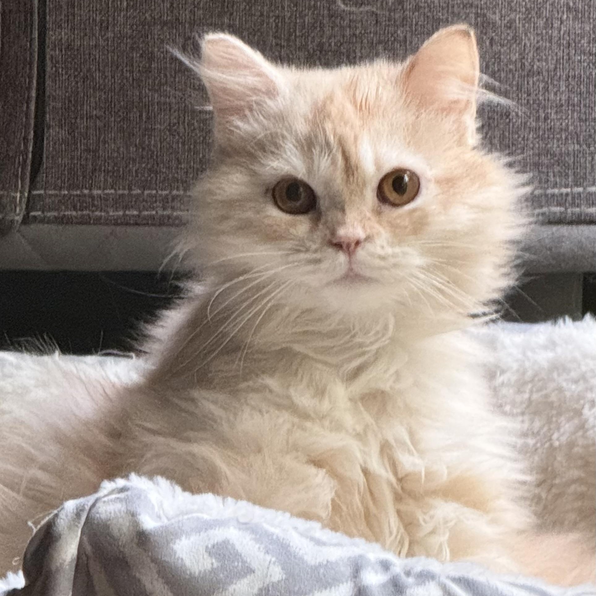 Sweet Steve - Persian Kitten (video), a ADOPTABLE mixed breed in Woodbridge, VA image 5/6
