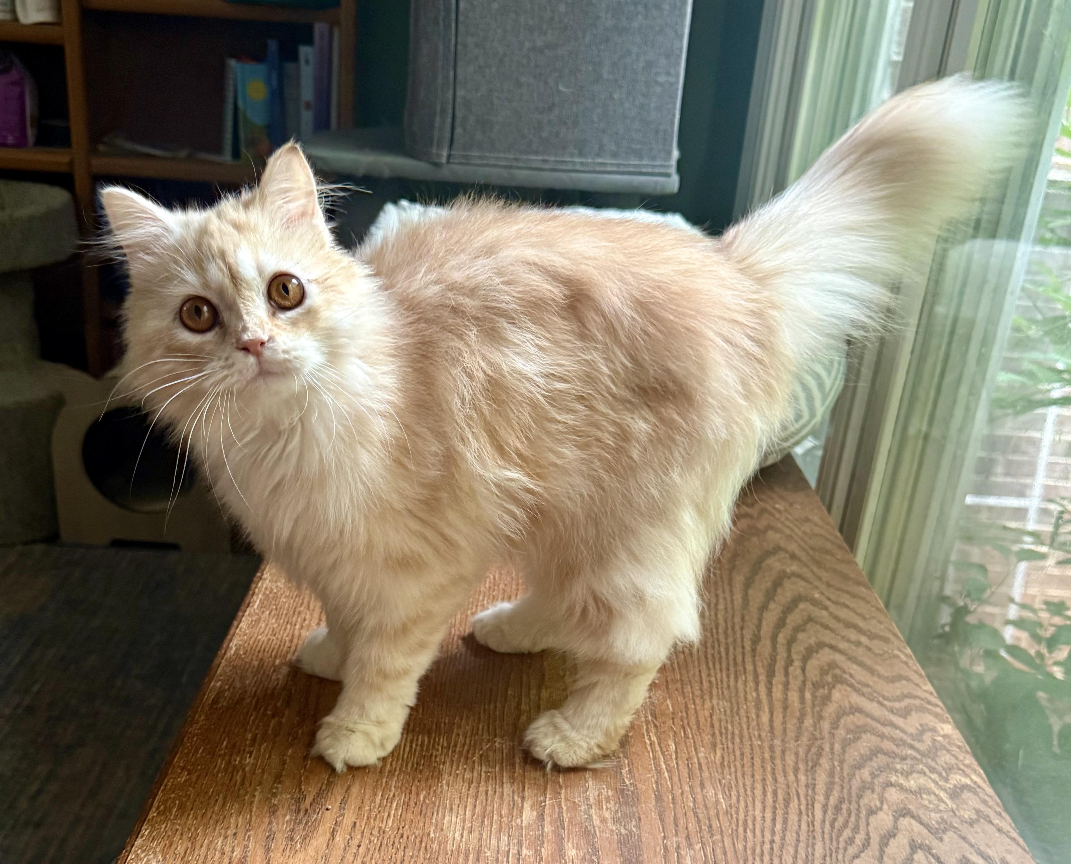 Sweet Steve - Persian Kitten (video), a ADOPTABLE mixed breed in Woodbridge, VA image 4/6