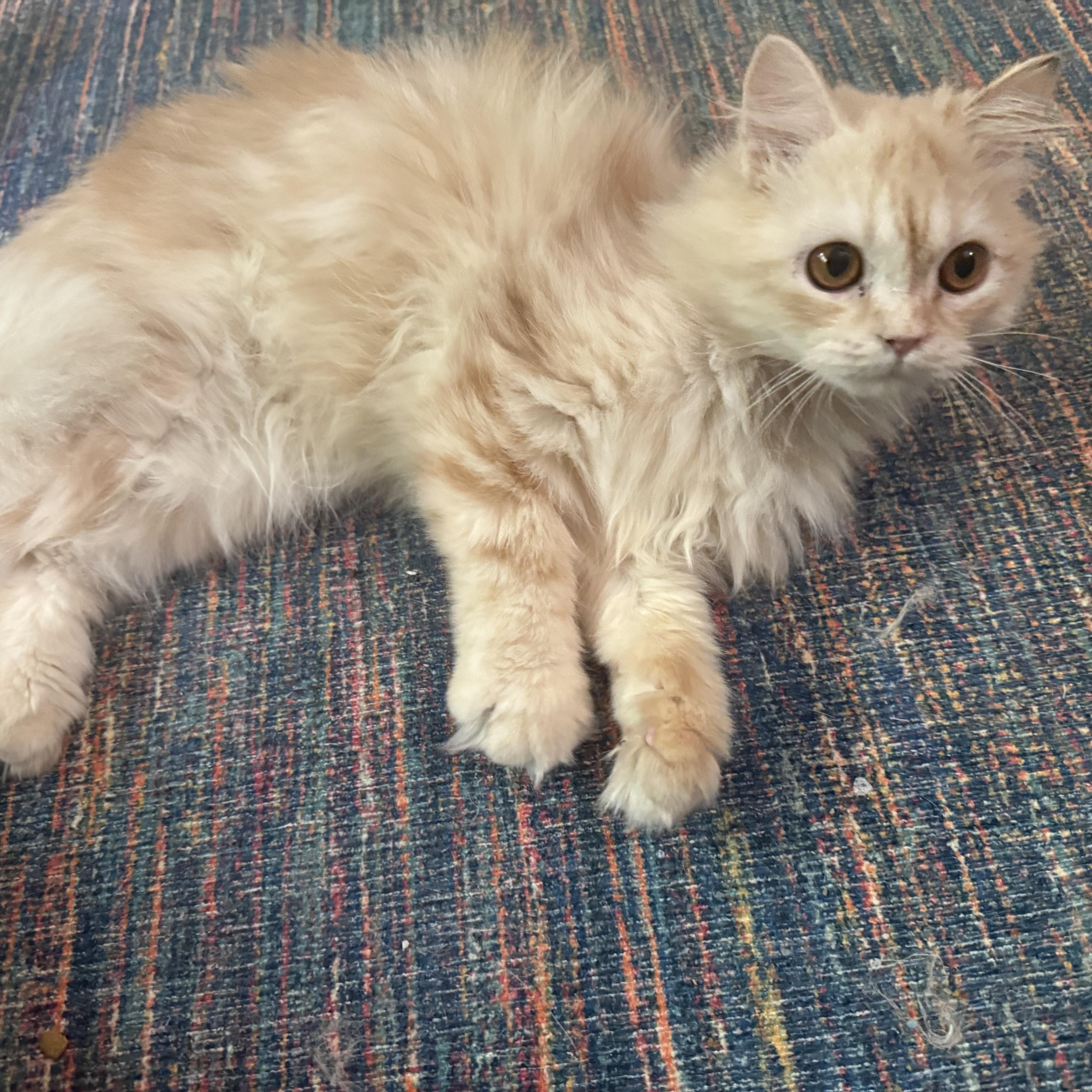 Sweet Steve - Persian Kitten (video), a ADOPTABLE mixed breed in Woodbridge, VA image 3/6