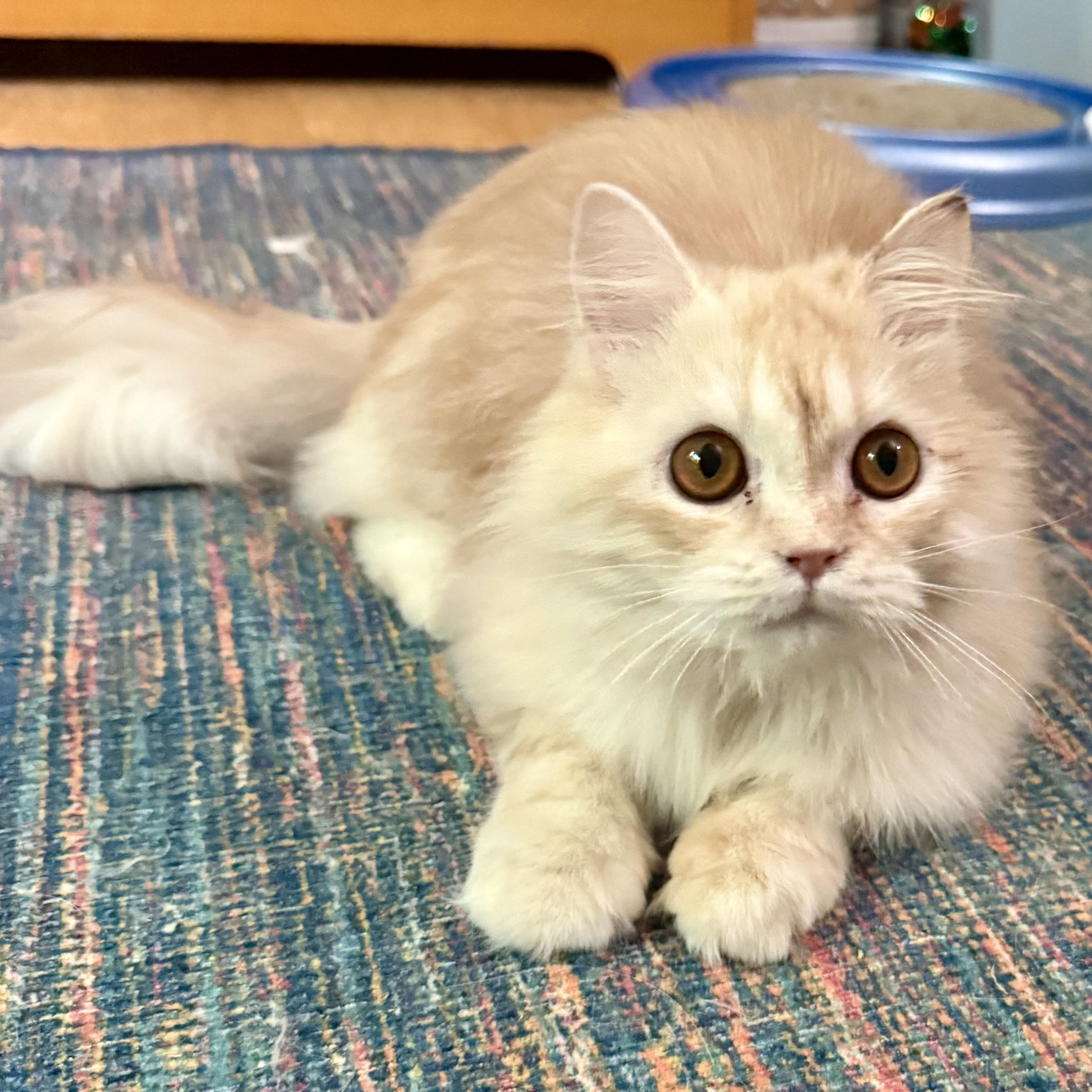 Sweet Steve - Persian Kitten (video), a ADOPTABLE mixed breed in Woodbridge, VA image 2/6