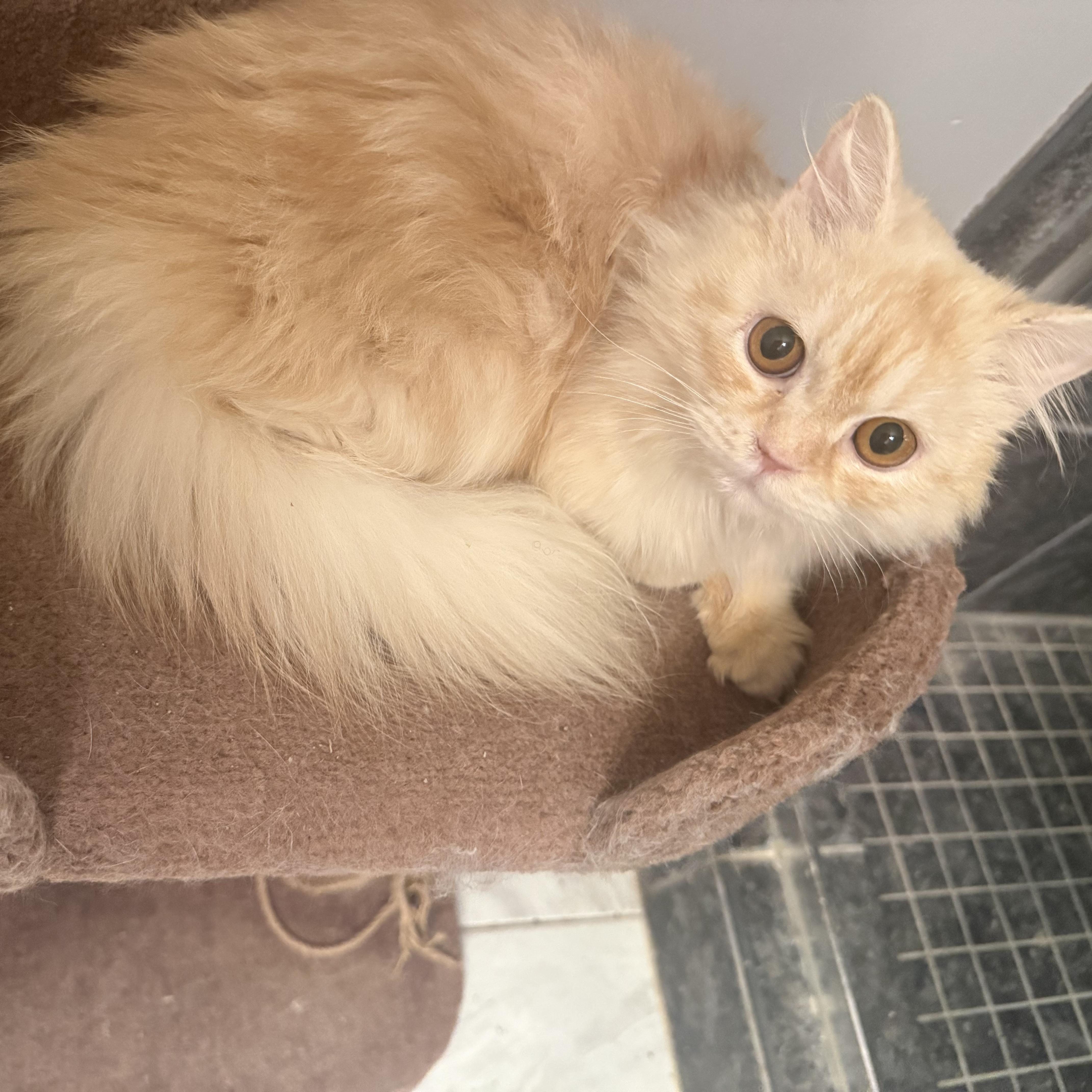 Sweet Steve - Persian Kitten (video), ADOPTABLE, Kitten Male Persian.