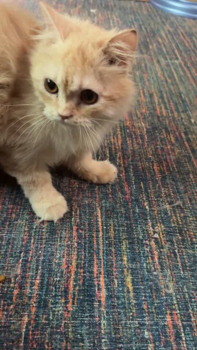 Enlarge Sweet Steve - Persian Kitten (video), a ADOPTABLE mixed breed in Woodbridge, VA video 6/6